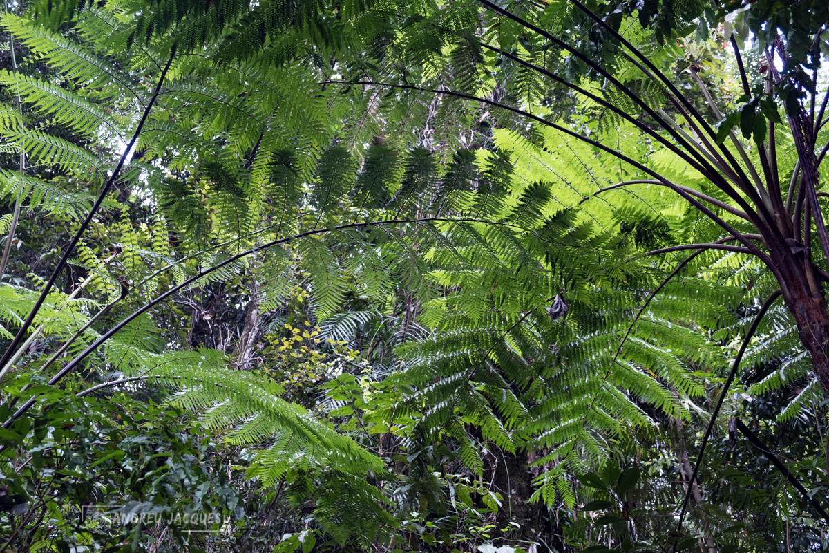 australie 2018-72.jpg